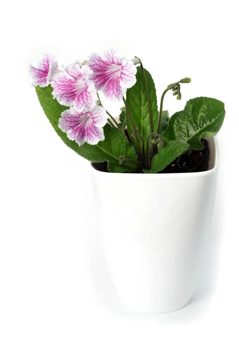 Skrętnik (Streptocarpus). Fot. Fotolia