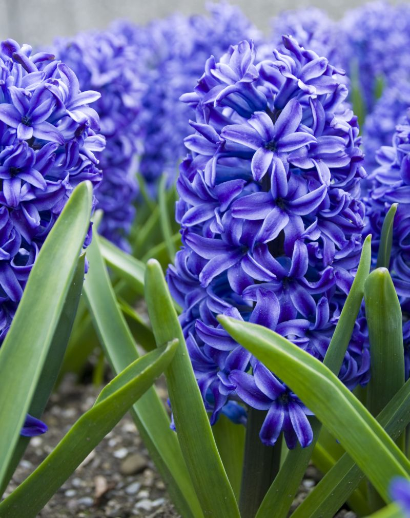 Hiacynt, Hiacynty - Hyacinthus, Fot. Fotolia