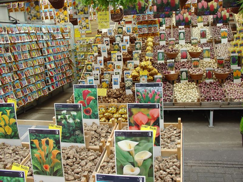 Nasiona kupujemy w sklepach ogrodniczych albo w dużych hipermarketach. Fot. Fotolia