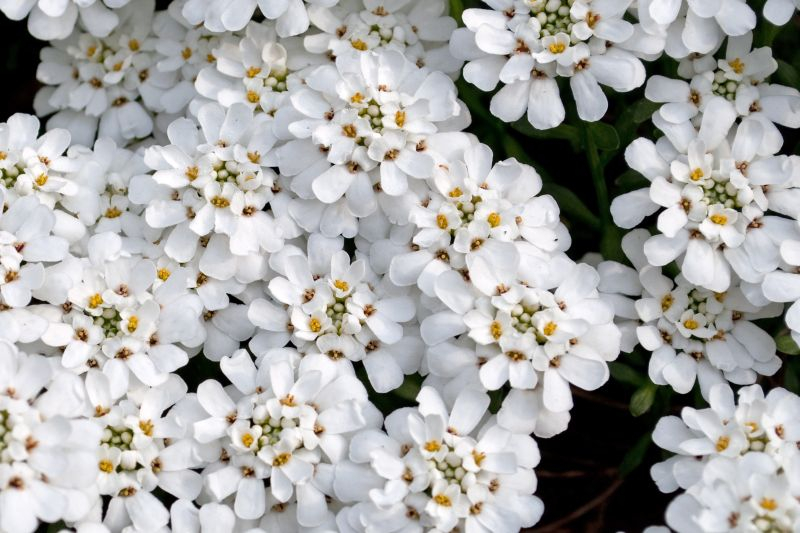 Ubiorek (Iberis). Fot. Fotolia