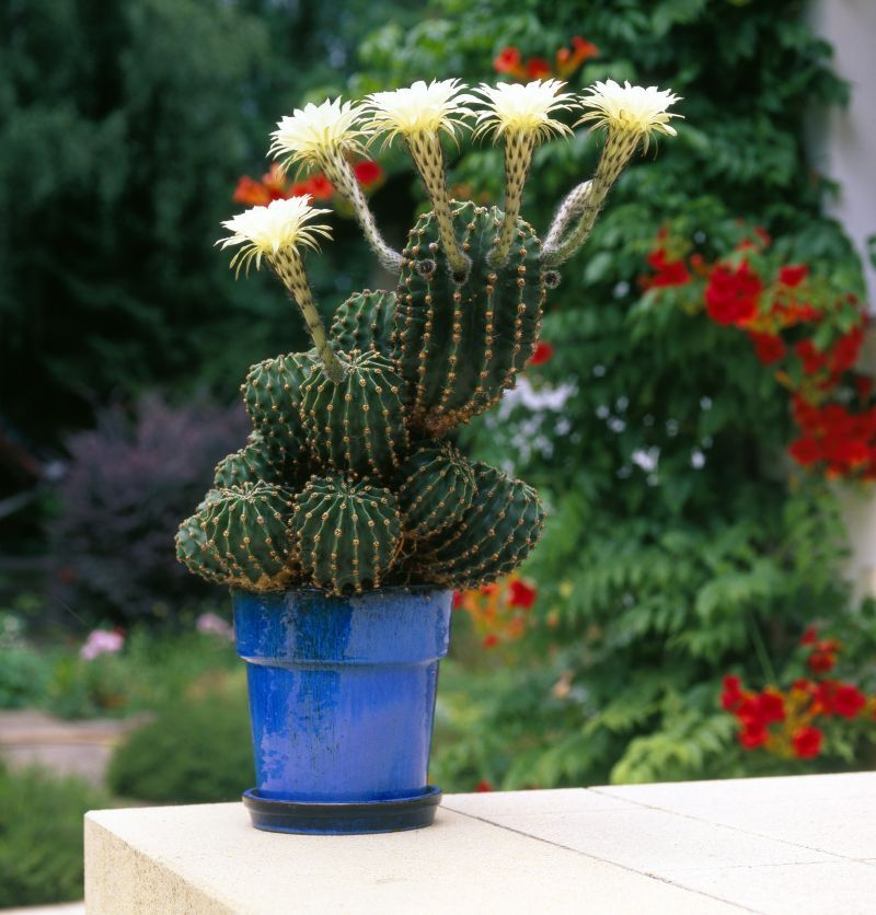 Echinopsis (Echinopsis).