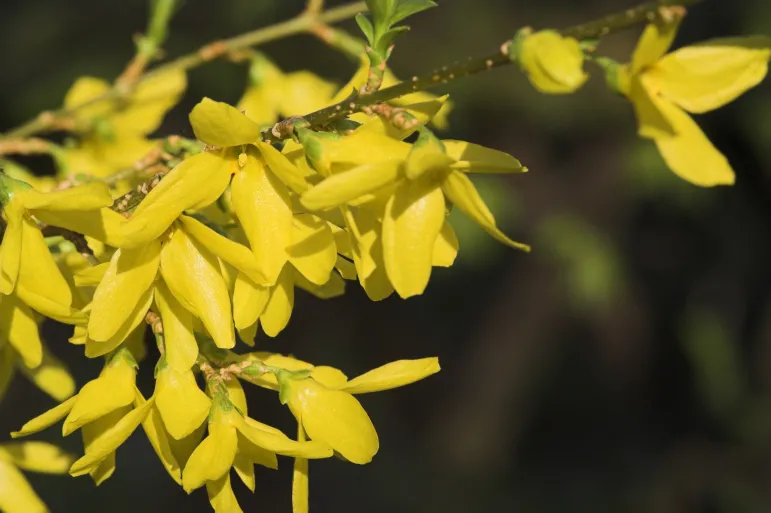 Forsycja (Forsythia Vahl). Fot. fotolia