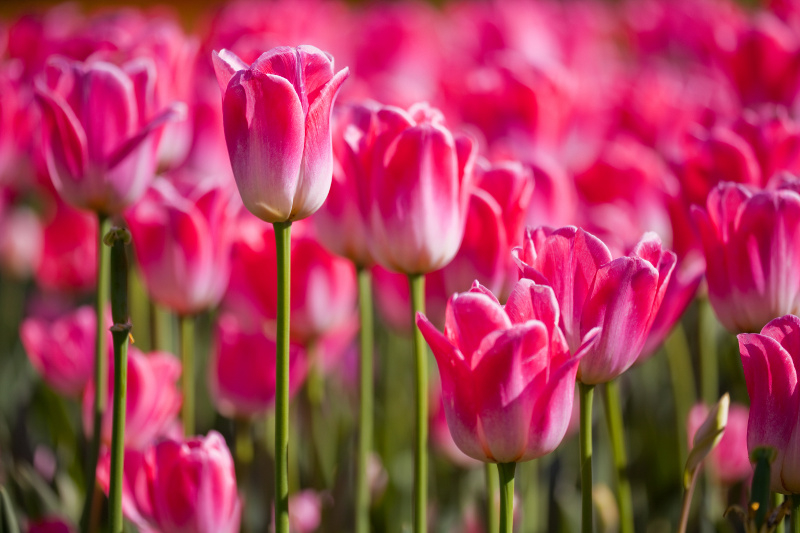 Tulipany. Fot. Fotolia