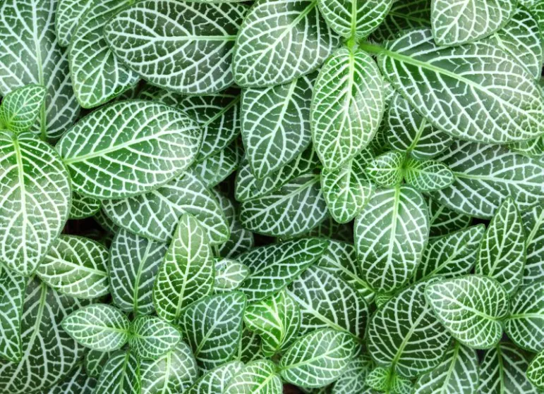 Fitonia - Fittonia. Fot. Fotolia