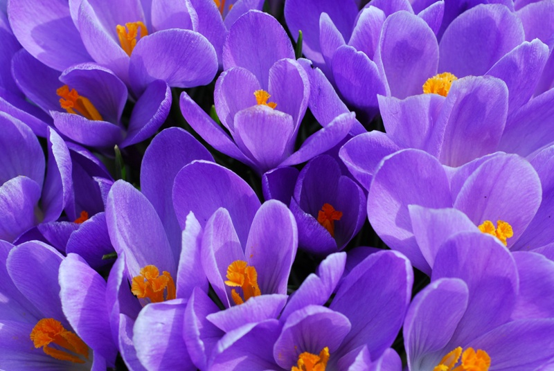 Krokusy (Crocus) – rośliny z rodziny kosaćcowatych. Oprócz gatunków, które hoduje się jako rośliny ozdobne, istnieje również szafran uprawny używany jako przyprawa.