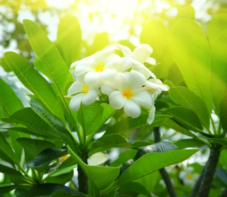 Jaśmin (Jasminum sambac). Fot. Fotolia