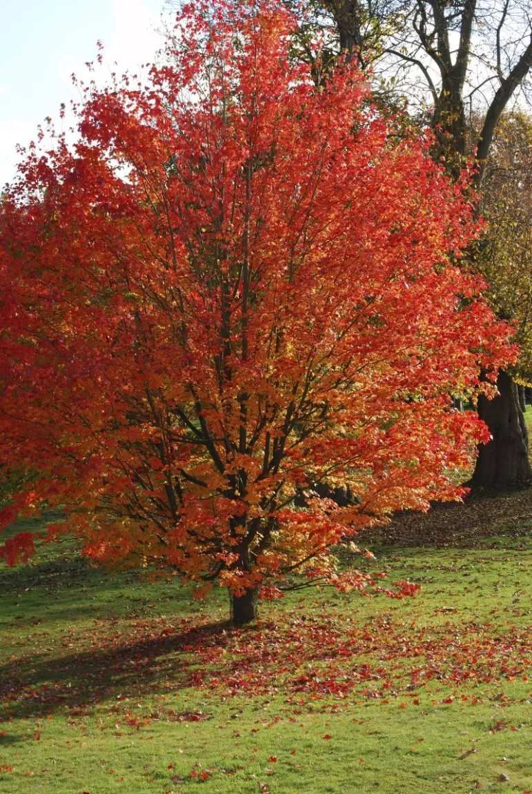 Klon ginnala (Acer ginnala Maxim).