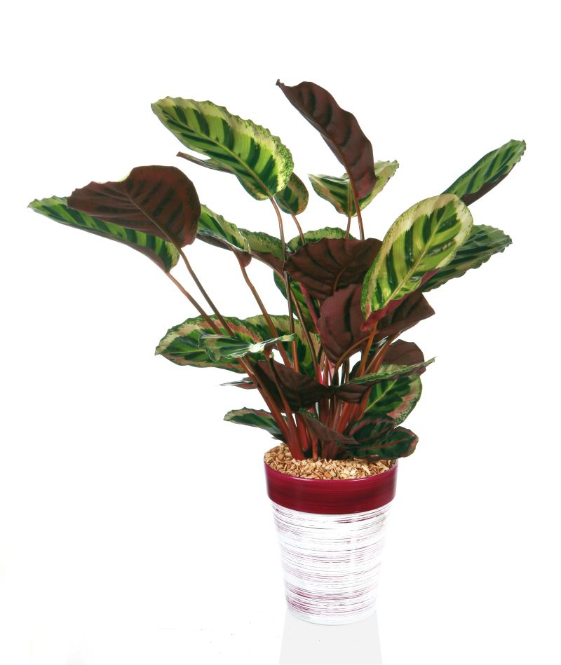 Kalatea (Calathea).