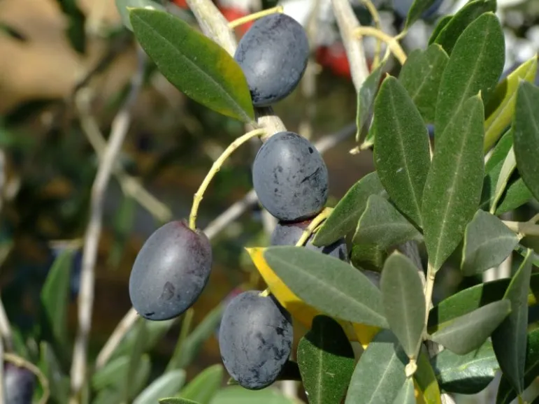 Oliwka europejska (Olea europaea). Fot. Fotolia