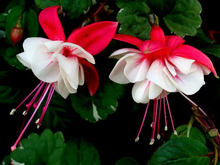  Fuksja (Fuchsia). Fot. Fotolia