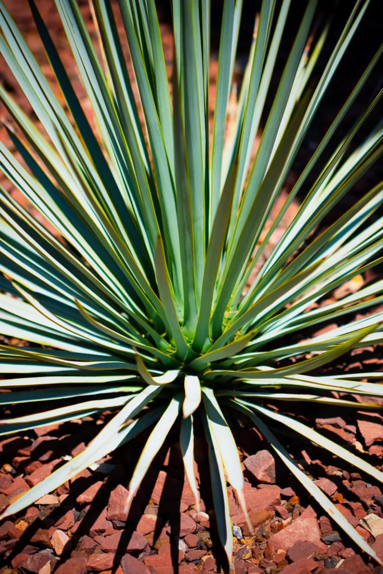 Jukka (Yucca).