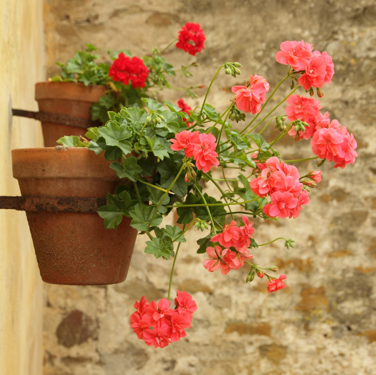 Pelargonia. Fot. Fotolia