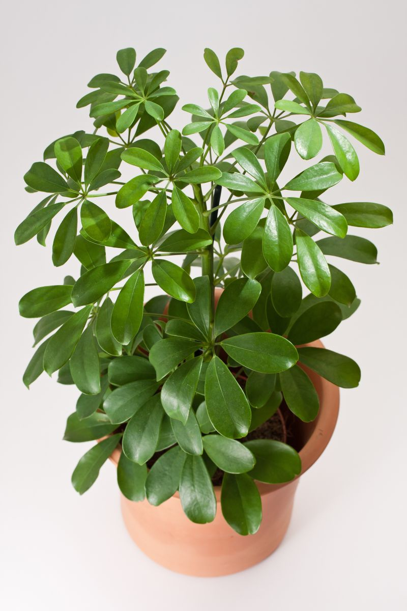 Szeflera drzewkowata (Schefflera). Fot. Fotolia 