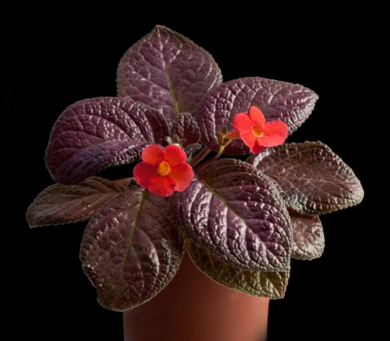 Episcja (Episcia cupreata).