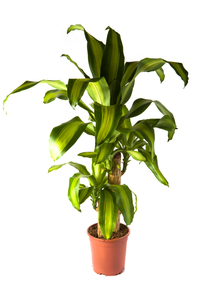 Dracena wonna (Dracena Fragrans).