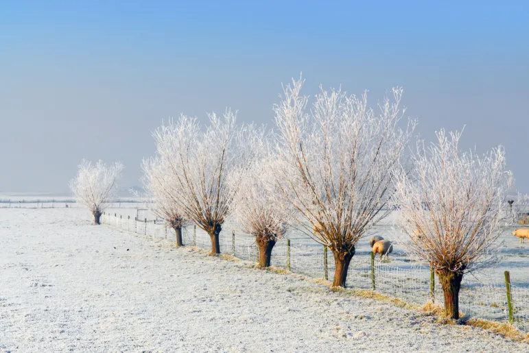 Nowe zasady wycinki drzew./ fot. Shutterstock