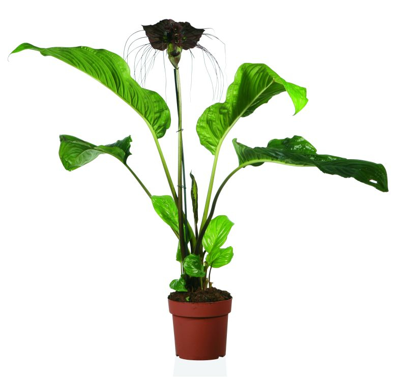 Krąpiel (Tacca) – Kwiat nietoperz. Fot. Fotolia