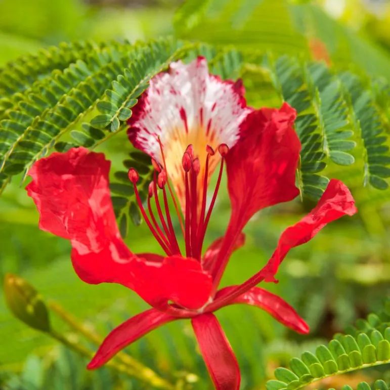 Płomień Afryki (Delonix regia) Fot. Fotolia