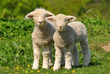 © gallas - Fotolia.com