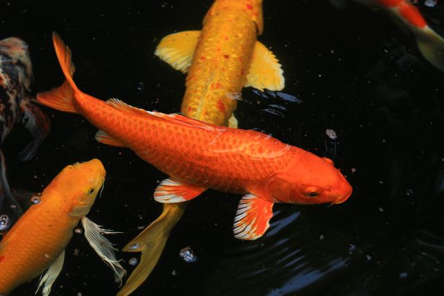 Czy karp zniknie ze świątecznego stołu?/ fot. Fotolia