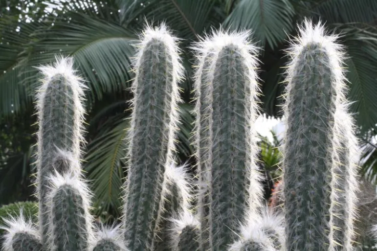 Cefalocereus, głowa starca (Cephalocereus senilis).