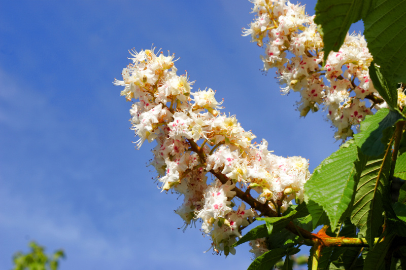 Kasztanowiec zwyczajny (Aesculus hippocastanum). Fot. Fotolia