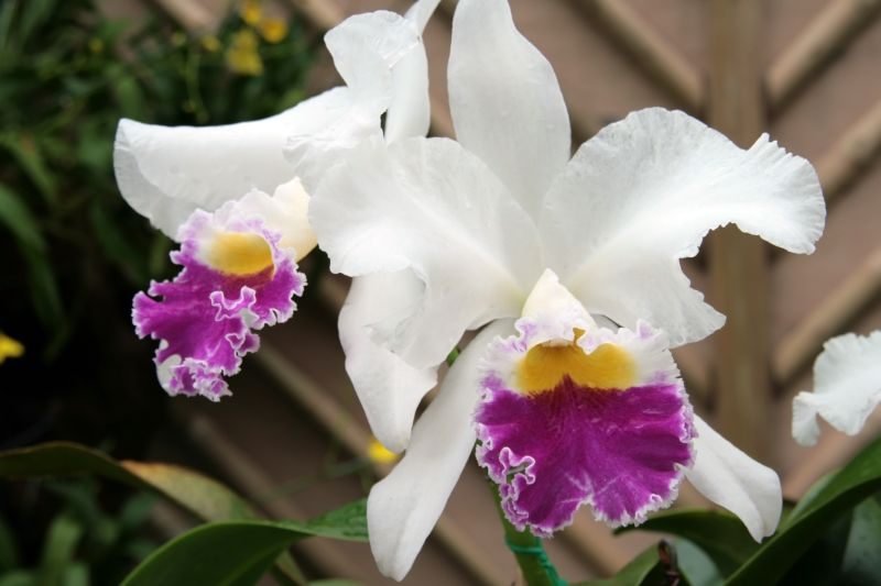 Katleja (Cattleya).