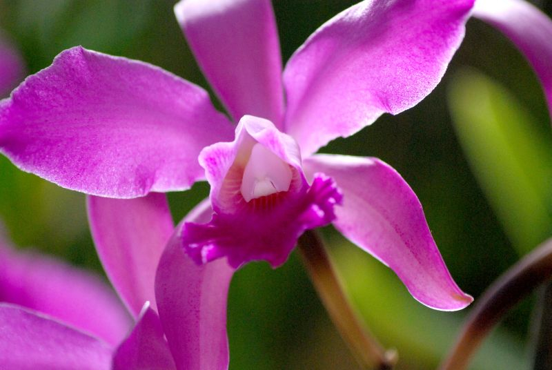 Paphiopedilum – Sabotek piękny.
