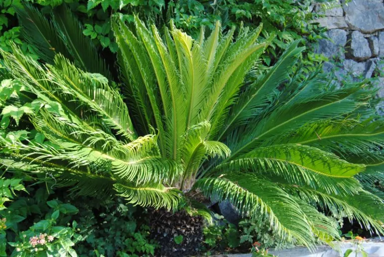 Sagowiec odwinięty (Cycas revoluta).