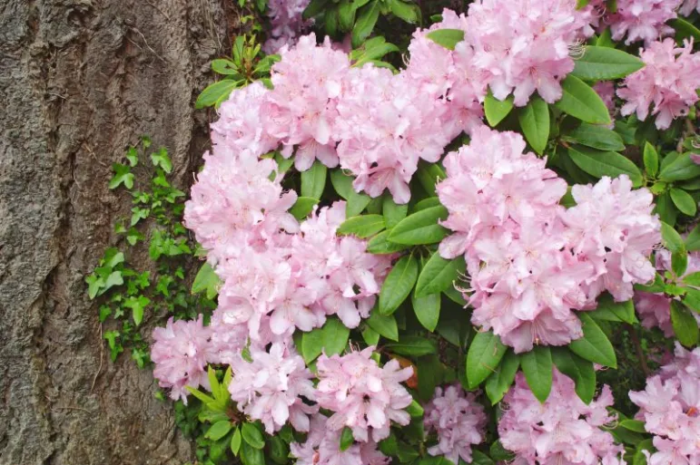 Rododendron. Fot. Fotolia