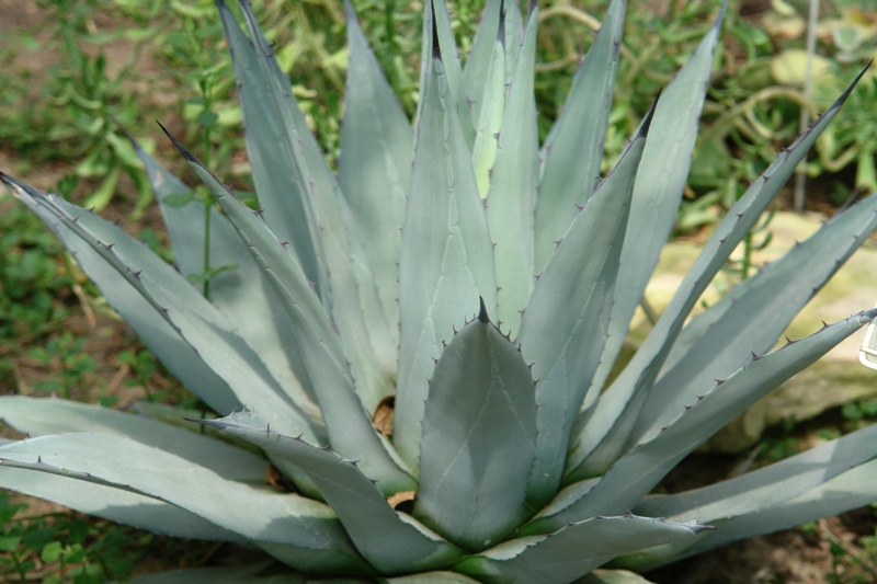Agawa Wiktorii (Agave victoriae-reginae)
