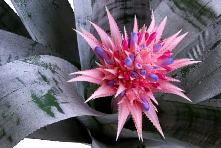 Echmea wstęgowata (Aechmea). Fot. Fotolia