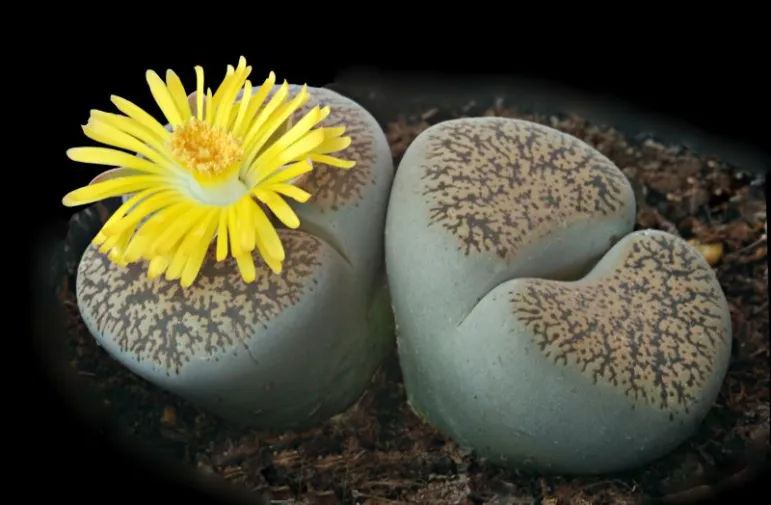  Żywe kamienie (Lithops). Fot. Fotolia