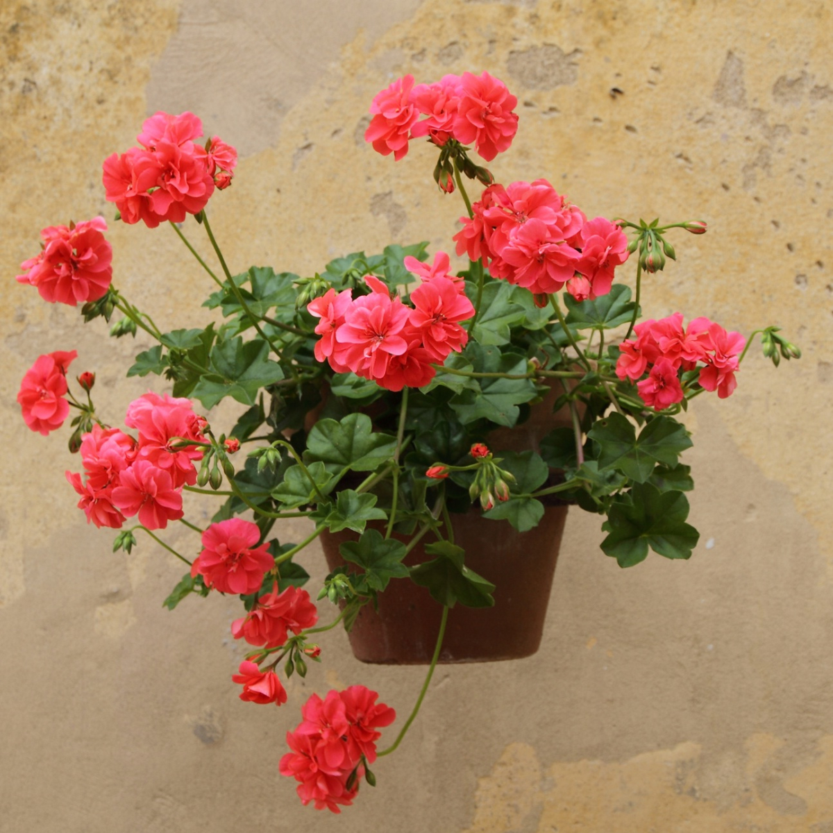 Pelargonia. Fot. Fotolia
