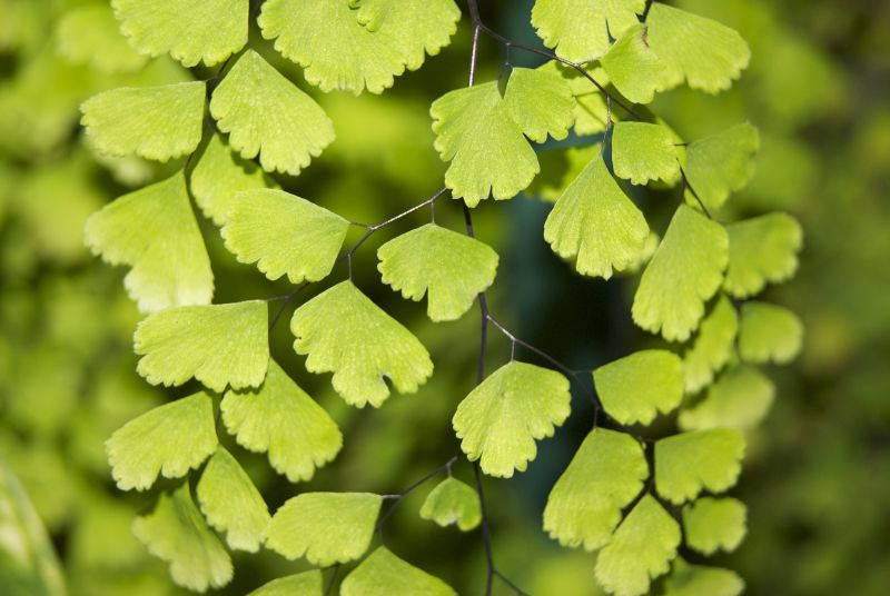 Adiantum (Adiantum).