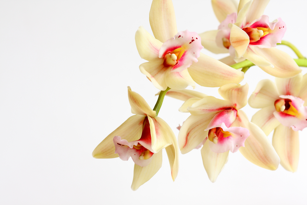 Storczyk cymbidium.