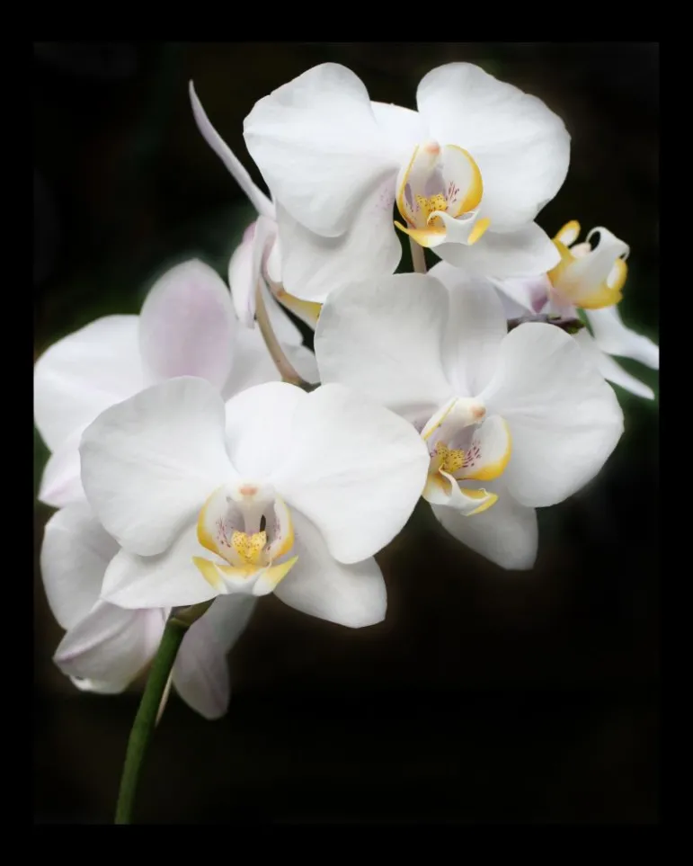 Orchidea. Fot. Fotlia