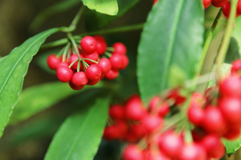 Ardizja (Ardisia crenata) nie lubi ani zbytniego przesuszenia, ani przemoczenia. Na wszelkie odstępstwa od normalnego poziomu wilgotności gleby reaguje zrzuceniem liści i owoców.