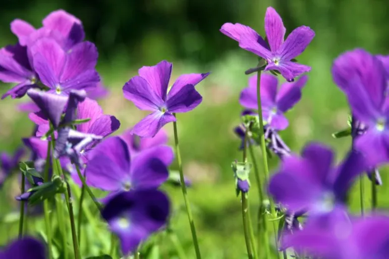 Morfologia, Wieczornik damski (Hesperis matronalis)    Wieczornik damski to roślina dwuletnia. Świetnie nadaje się do ogrodu utrzymanego w swobodnym lub wielskim stylu. Łodygi rośliny mogą dochodzić do 1,2 m wysokości. Zaokrąglone grona kwiatów występują w kolorze białym, lawendowym i purpurowym.