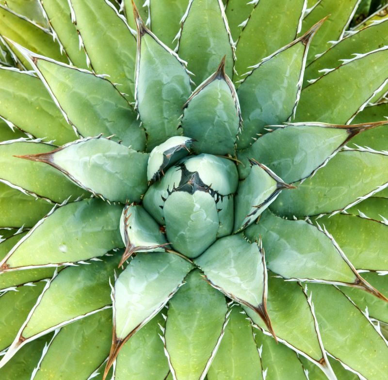 Agawa górska (Agave montana). Fot. Fotolia