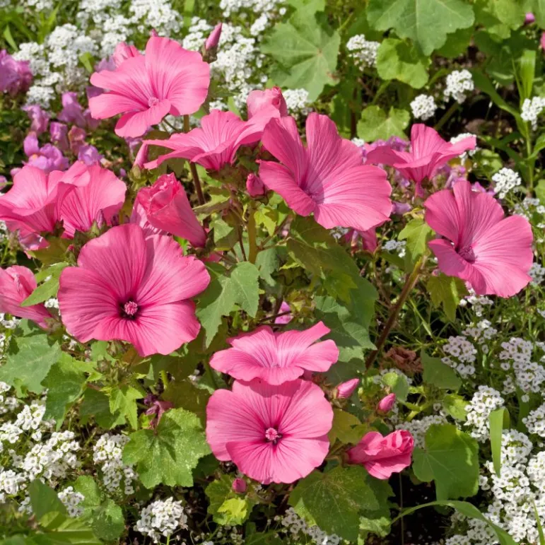 Malwa (prawoślaz lekarski) (Lat: Althaea officinalis L.). Fot. Fotolia