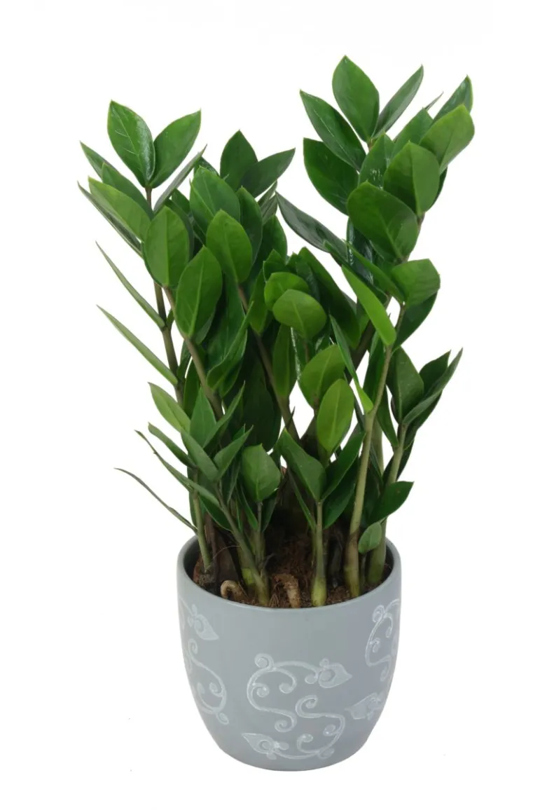 Zamiokulkas zamiolistny (Zamioculcas zamiifolia). Fot. Fotolia