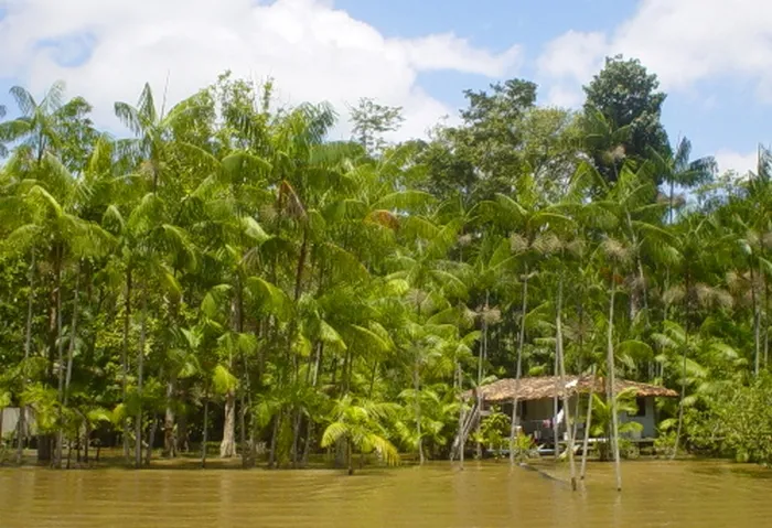 Plantacja palm Acai