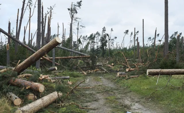 Lasy Państwowe: Uprzątanie terenów dotkniętych nawałnicami potrwa do 2019 roku