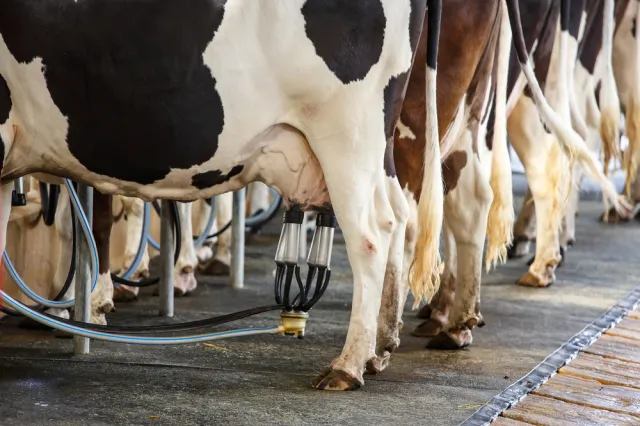 Matryca VAT budzi pierwsze kontrowersje. Rolnicy: Wzrosną koszty produkcji mleka
