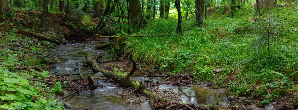 Miały być nowe parki narodowe, jest problem finansowy dla gmin