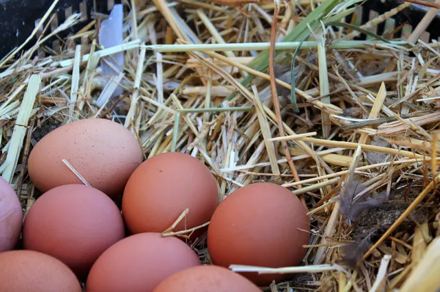 Salmonella groźna dla polskich jaj