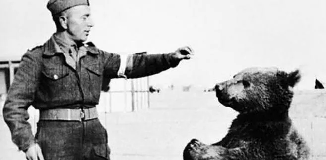 Miś Wojtek, fot. domena publiczna