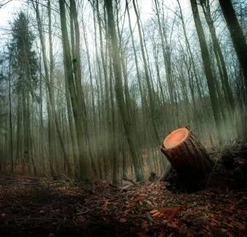 Lasy państwowe pod szczególną ochroną. Prywatyzacja będzie zakazana