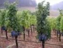 Winorośl przeznaczona na wina cabernet w Spring Mountain w kalifornijskiej Dolinie Napa